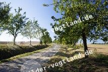 Feldweg bei Cronschwitz